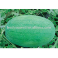 JW04 Xuelan high yield hybrid watermelon seeds f1 for sales